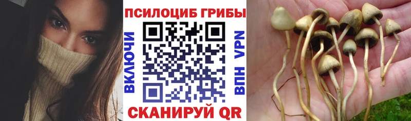 наркотики  Россошь  Псилоцибиновые грибы Magic Shrooms 